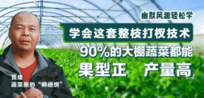 90%的大棚蔬菜都能国型正 产量高